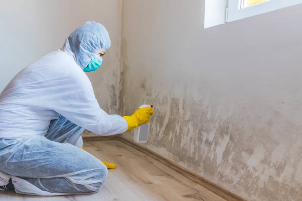Professional mold removal team in Audubon